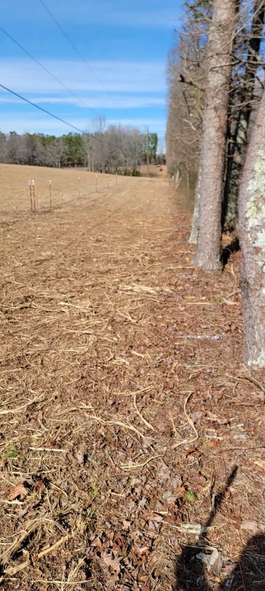 Mulched field edge along a tree line after brush clearing