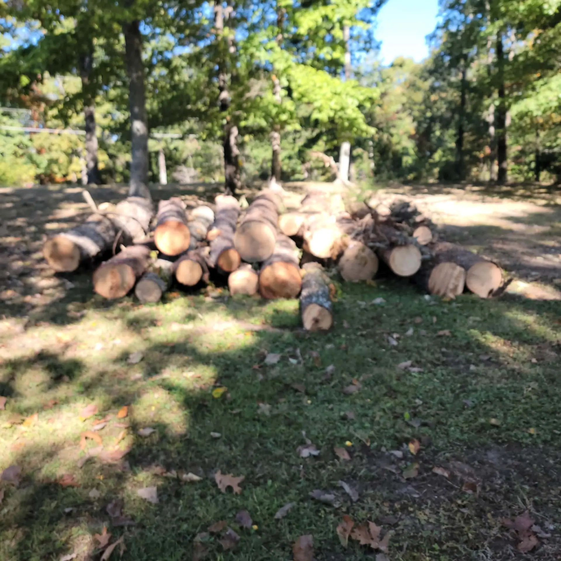 Pile of cut logs after tree removal in a residential yard