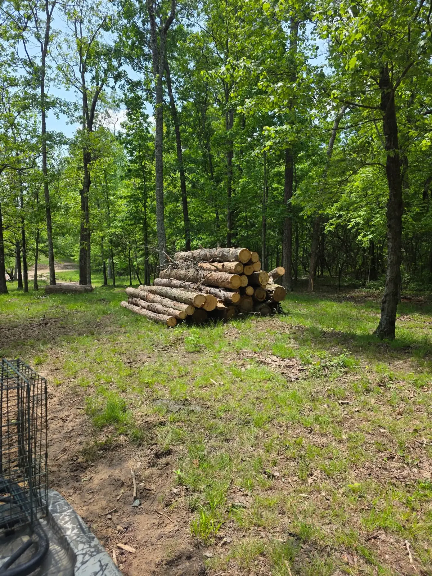 Stack of cut logs in a cleared wooded lot