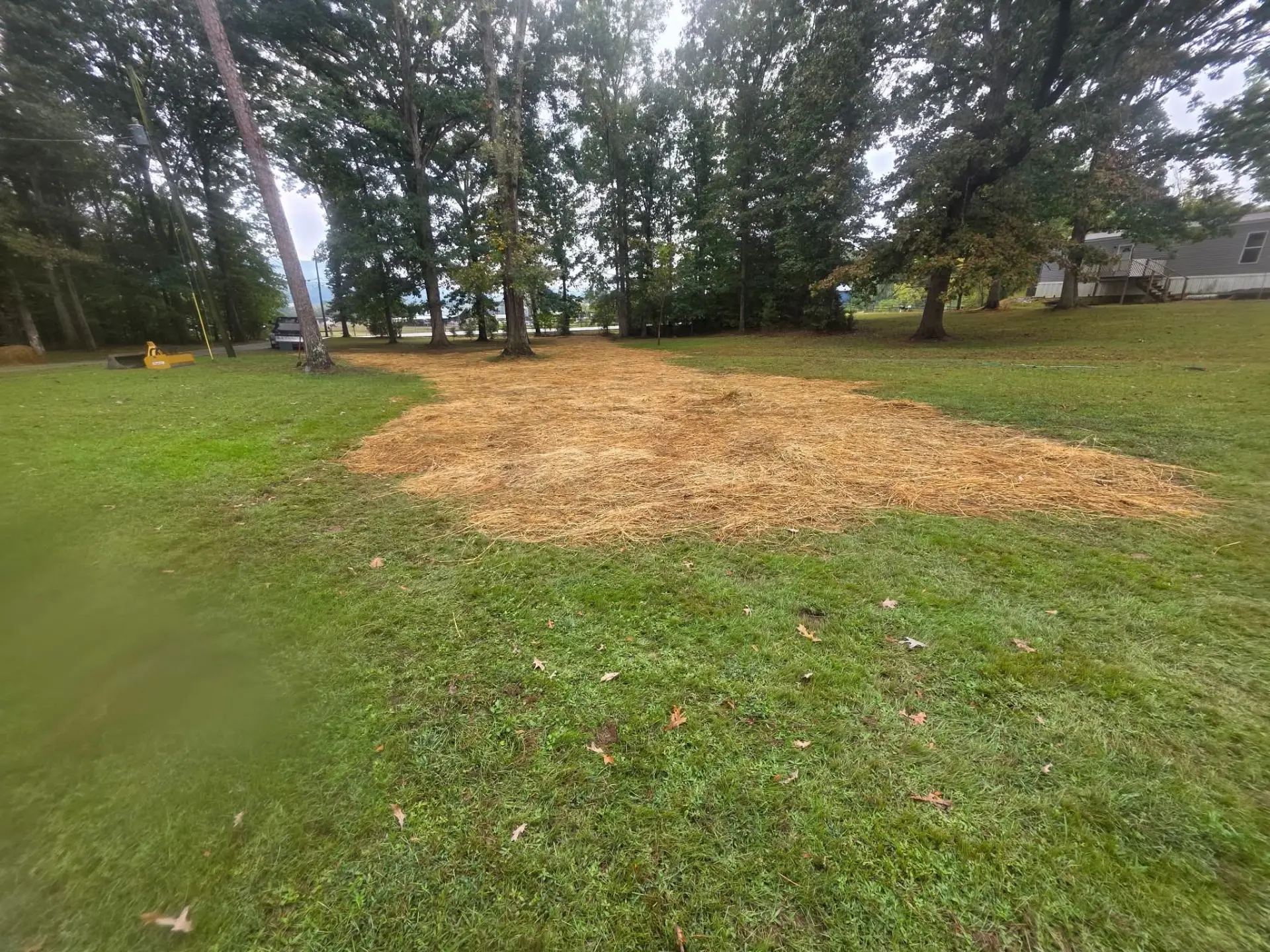 Freshly seeded and straw covered lawn area under shade trees