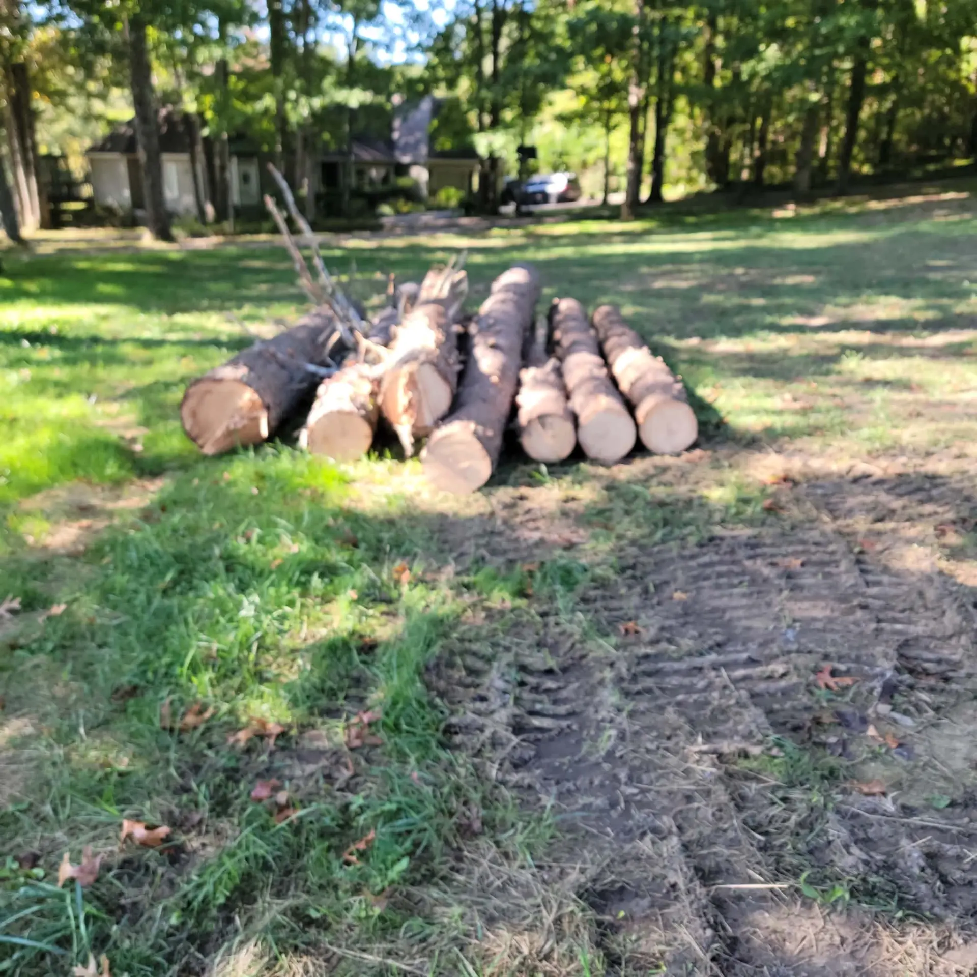 Cut logs stacked after clearing trees from a yard