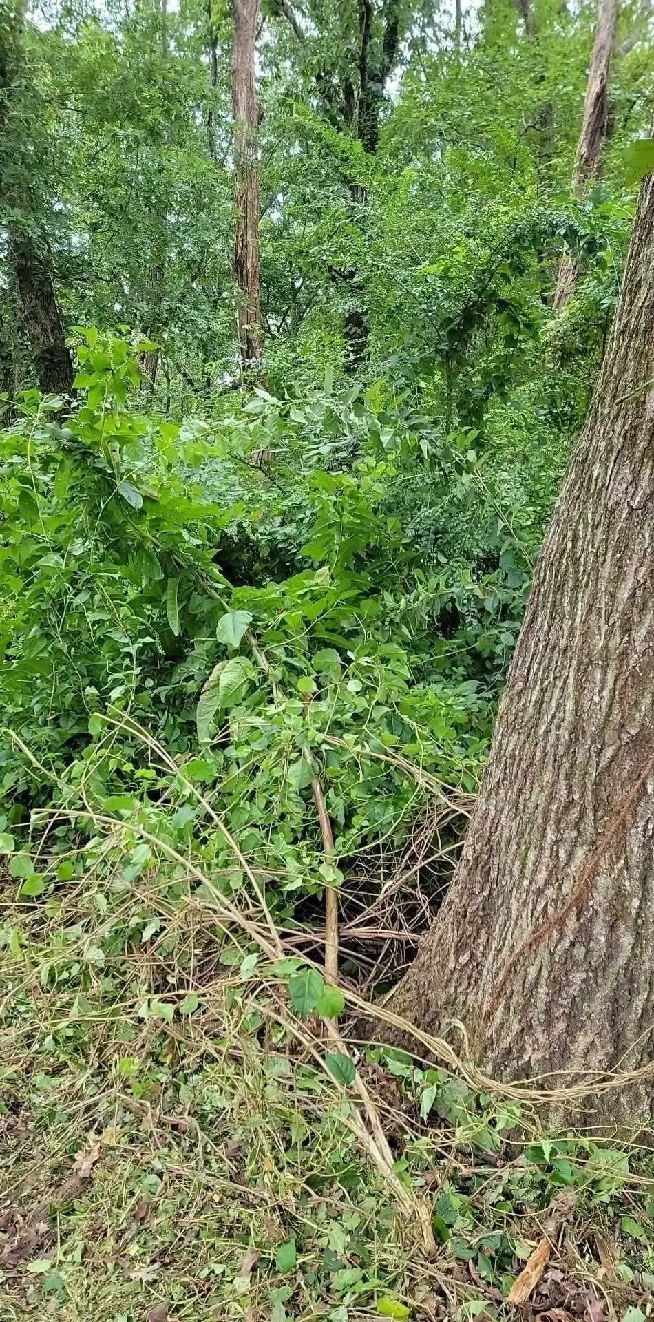 Thick overgrown brush and vines in a wooded lot before clearing