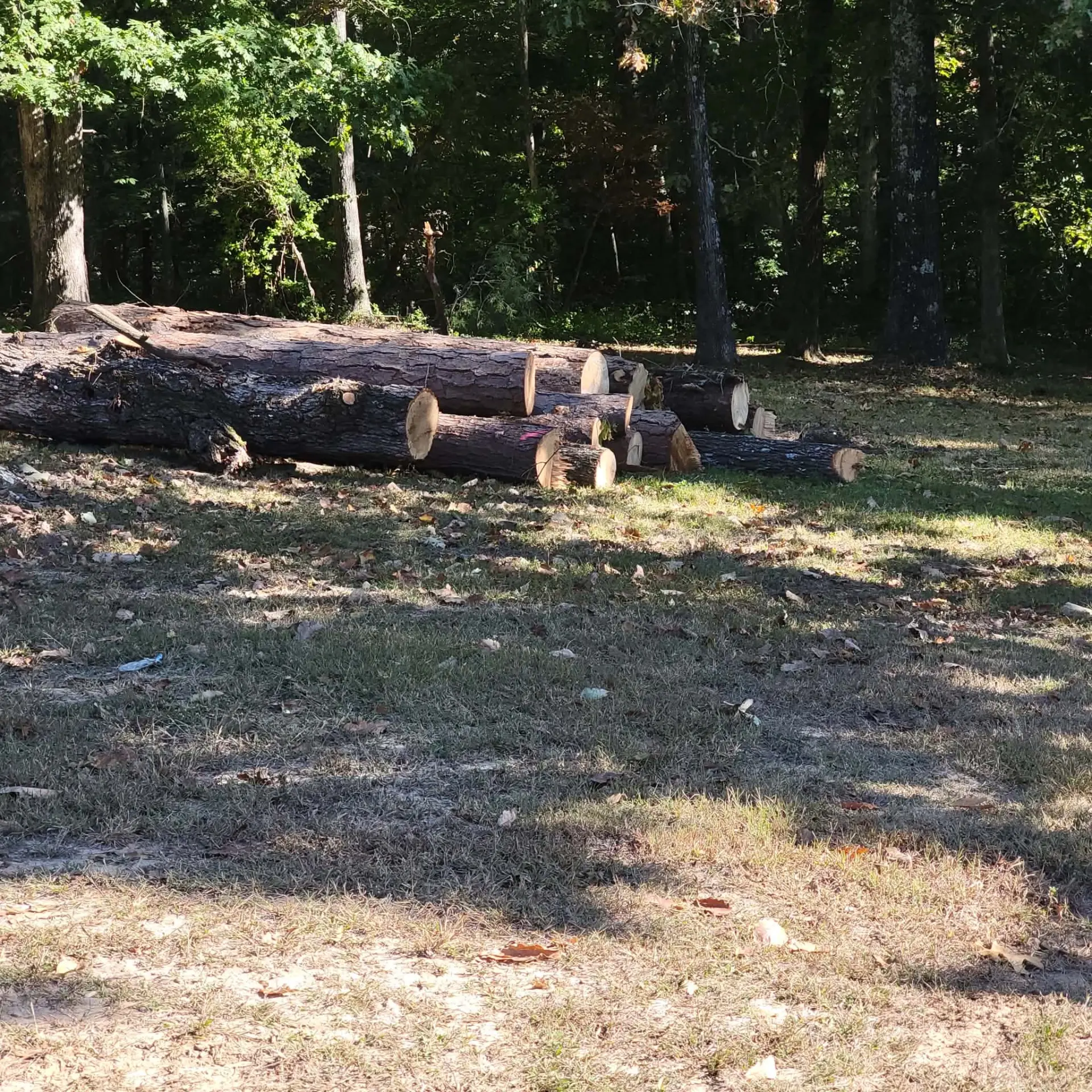 Large felled tree cut into logs in a wooded yard