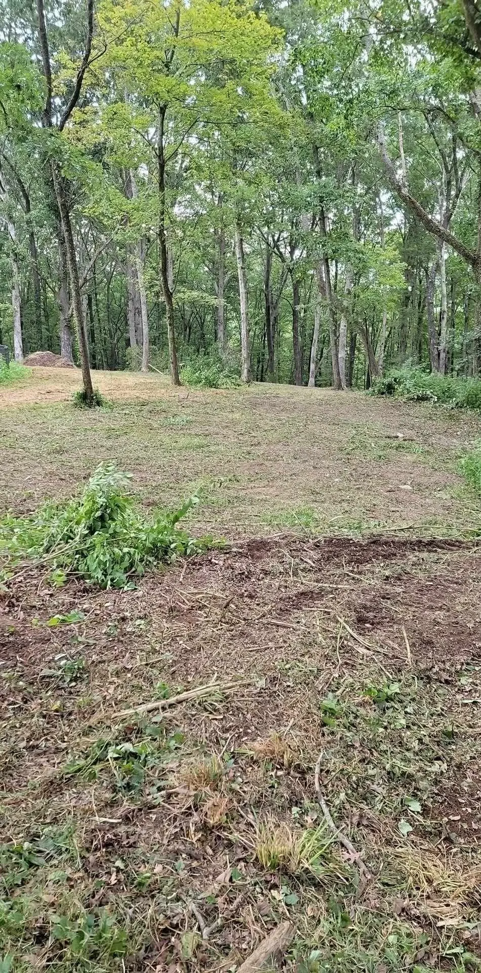 Wooded lot cleared of underbrush and mowed down